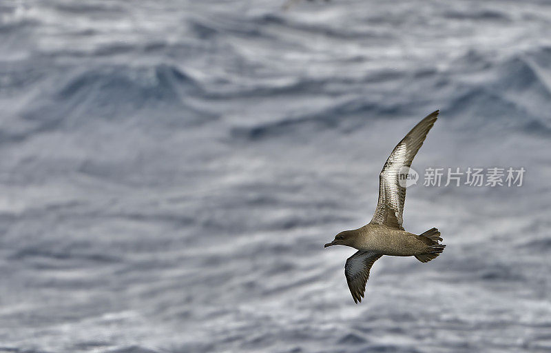 灰鹱(Puffinus griseus)是原蛾海鸟科中一种中-大型海鸥。在新西兰，它也以Māori的名字tītī和“羊肉鸟”而闻名，